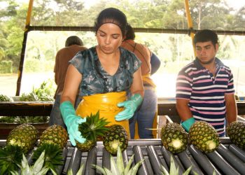 CLIMATE CHANGE FOCUS: The fruits of sustainability and decent work