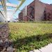Green Roof Guide for FMs