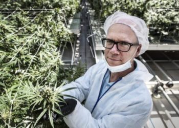 Green Jobs: Cannabis Production Going Green