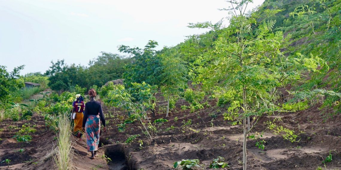 Malawi is Putting its Money Where its Forests Are