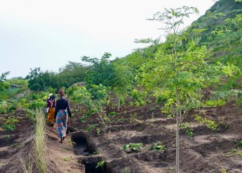 Malawi is Putting its Money Where its Forests Are