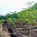 Malawi is Putting its Money Where its Forests Are