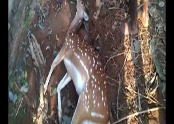 Shoot out at Taki Eco tourism Park, accused is the son of Vice chairman of Taki Municipali