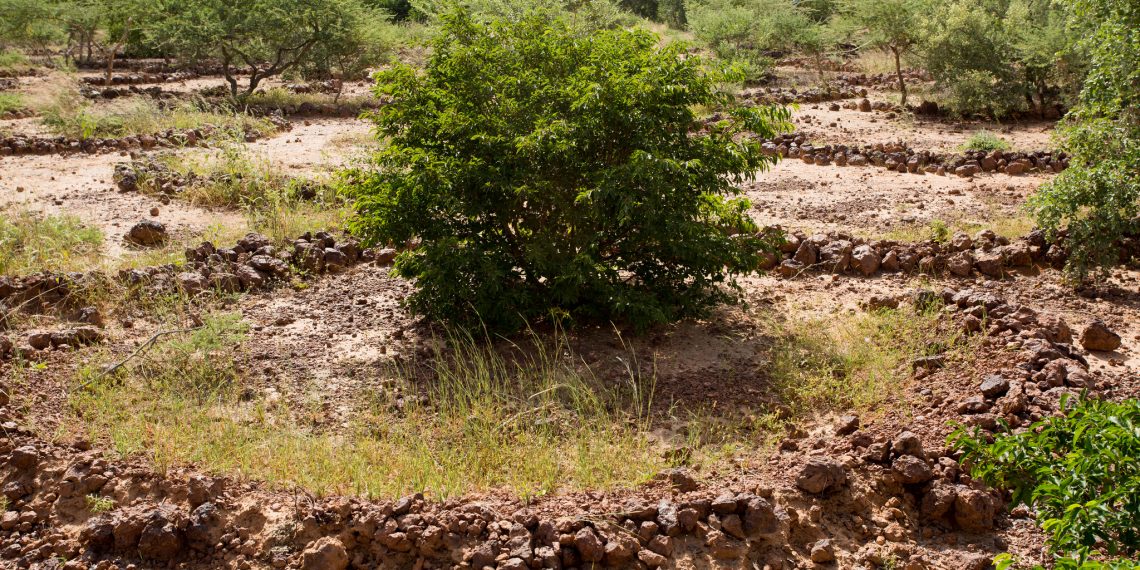 For Small Businesses in Africa, Climate Resilience Is an Economic Opportunity