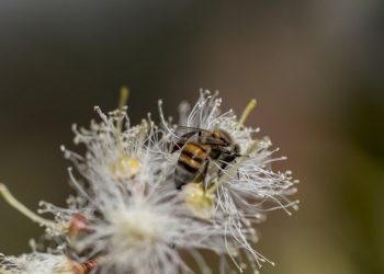 Shrinking biodiversity poses major risk to the future of global food and agriculture, landmark UN report shows