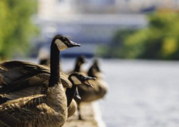 Chicago Set to Launch Wild Mile Eco Park