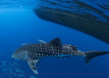 Ocean life faces ‘onslaught of threats’ from human activity, but tools exist to save it