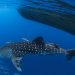 Ocean life faces ‘onslaught of threats’ from human activity, but tools exist to save it