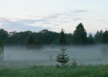 Education critical to ensure future of forests, and reverse their destruction