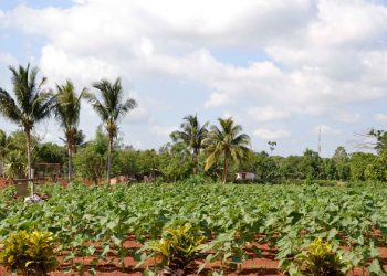 To meet development goals, UN agriculture agency ‘cannot only focus on tackling hunger anymore’