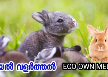 മുയൽ വളർത്തൽ എങ്ങനെ ലാഭകരം ആക്കാം [ECO OWN MEDIA] Rabbit farming malayalam training
