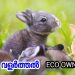 മുയൽ വളർത്തൽ എങ്ങനെ ലാഭകരം ആക്കാം [ECO OWN MEDIA] Rabbit farming malayalam training