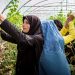 Environment Friendly Farming Improves Gender and Economic Equality for Women