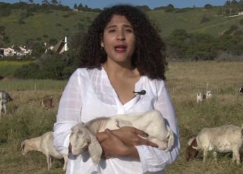 Goats provide environment-friendly landscaping services | Cronkite News