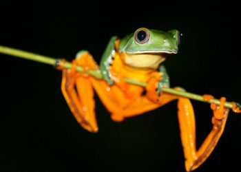 World is ‘on notice’ as major UN report shows one million species face extinction