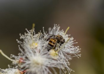 Monday’s Daily Brief: biodiversity and forests, labour and road safety, women’s rights, and fallen UN staff remembered