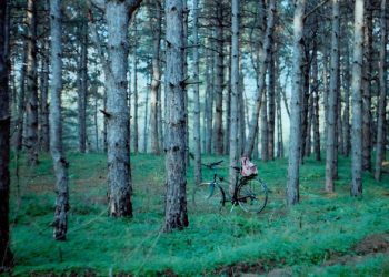 Ensuring the ‘lungs of the planet’ keep us alive: 5 things you need to know about forests and the UN