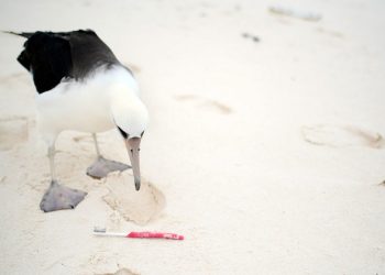 World Migratory Bird Day highlights deadly risks of plastic pollution