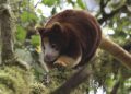 FROM THE FIELD: Saving the tree kangaroos of Papua New Guinea