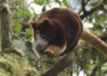 FROM THE FIELD: Saving the tree kangaroos of Papua New Guinea