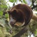 FROM THE FIELD: Saving the tree kangaroos of Papua New Guinea