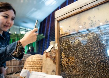 On World Bee day, human activity blamed for falling pollinator numbers