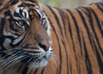 FROM THE FIELD: ‘Race is on’ to halt biodiversity loss in Indonesia