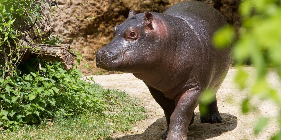 Goldman Prize Winner Alfred Brownell Stopped Palm Oil Companies from Destroying Liberian Forests