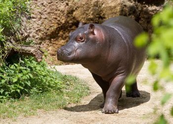 Goldman Prize Winner Alfred Brownell Stopped Palm Oil Companies from Destroying Liberian Forests