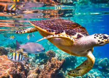 UN Report: Nature’s Dangerous Decline ‘Unprecedented’; Species Extinction Rates ‘Accelerating’