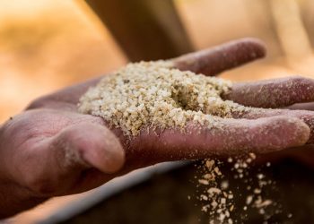 FROM THE FIELD: Hardy seeds bear fruit to protect Colombia’s environment