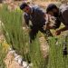 FROM THE FIELD: Keeping Morocco’s indigenous culture and conservation in balance