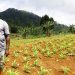 FROM THE FIELD: Watering the parched farmland of São Tomé and Príncipe