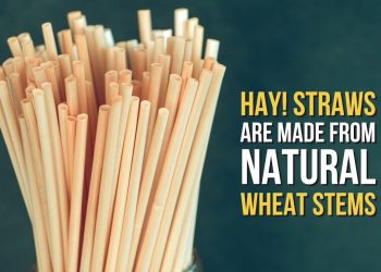 The Most Eco-friendly Drinking Straws- 100% biodegradable and made from natural wheat.