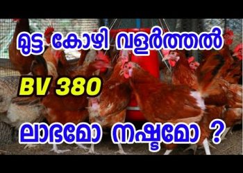BV 380 Mutta Kozi valarthal [ECO OWN MEDIA] Malayalam (Jose & Sunny)😀