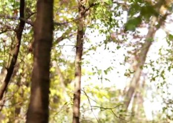 Budget Blinds Offers Environmentally Friendly Window Covering Treatments