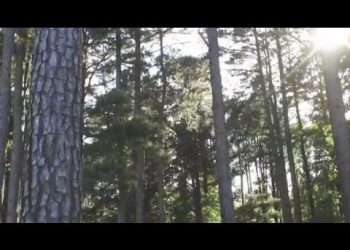 Climate Change Solution: Wood Construction in Buildings