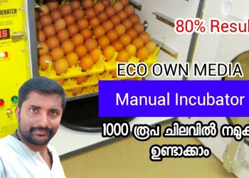 കുറഞ്ഞ ചിലവില്‍ എങ്ങിനെ ഒരു Incubator ഉണ്ടാക്കാം (A-Z). #ECO OWN MEDIA#Incubator engane undakkam?