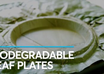 Environmentally Friendly Plates That Biodegrade in a Month