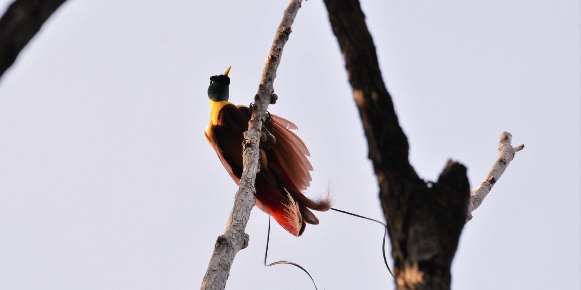 A 5-Step Plan to Protect and Restore Indonesia’s Forests