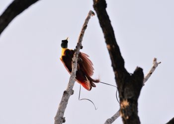 A 5-Step Plan to Protect and Restore Indonesia’s Forests