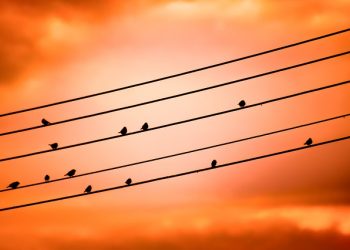 Here’s how a bird started a fire at a California solar farm