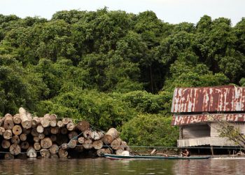 Indonesia Is Reducing Deforestation, but Problem Areas Remain