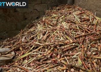 Cameroon Waste Recycling: Students turn waste into eco-friendly coal