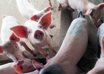Livelihoods of millions in East and Southeast Asia at risk from Swine Fever epidemic