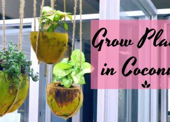 Grow Plants in Coconuts | Eco-friendly DIY Project // Garden Up