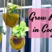 Grow Plants in Coconuts | Eco-friendly DIY Project // Garden Up
