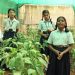 Conversion of school campus into an Environment Friendly Zone: Kendriya Vidyalaya IISc B'lore