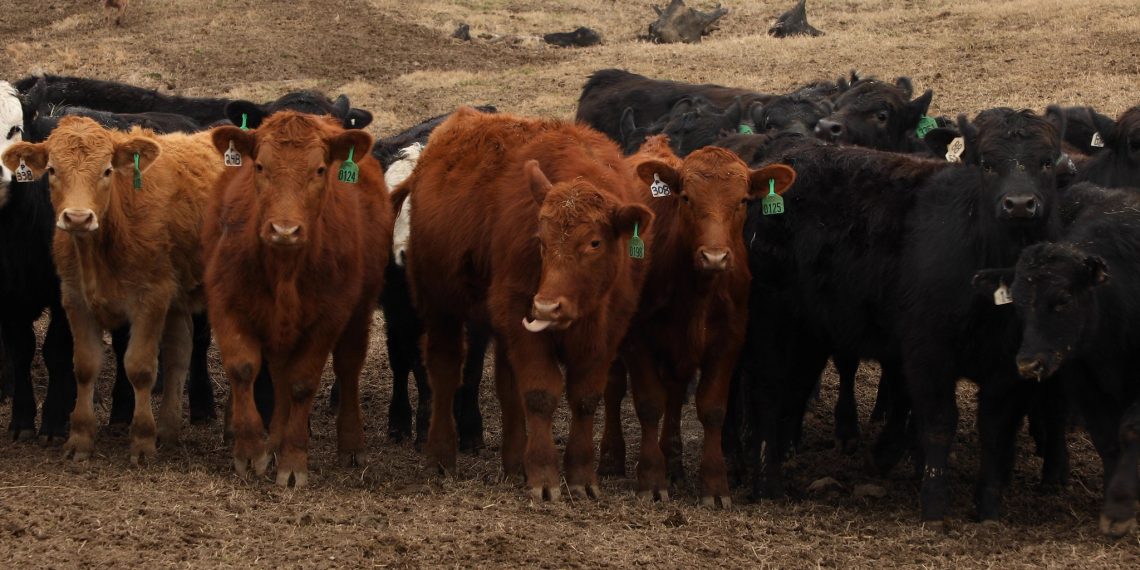 5 Questions About Agricultural Emissions, Answered