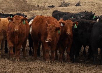 5 Questions About Agricultural Emissions, Answered